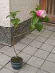 szk091115 045.01.jpg