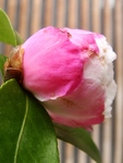 szk091115 046.01.jpg