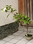 szk091115 054.01.jpg