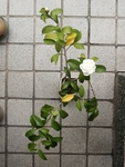 szk091115 062.01.jpg