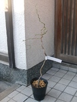szk091124 002.01.jpg