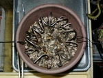szk091124 021.01.jpg